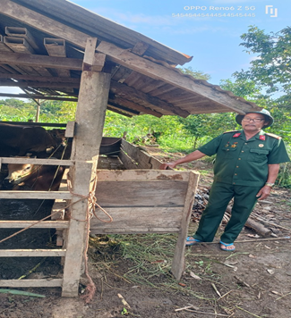 Hội viên Hội Cựu Chiến binh Y Thôn Niê sử dụng nguồn vốn vay từ  Ngân hàng chính sách xã hội có hiệu quả làm giàu từ mô hình chăn nuôi bò sinh sản phát triển kinh tế gia đình, ổn định cuộc sống