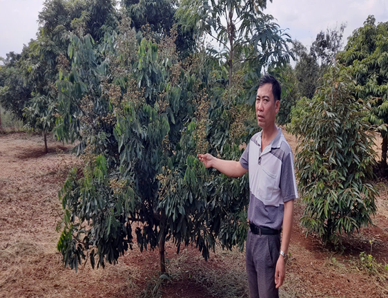 Hội viên Hội Nông dân xã Ea Na phát huy hiệu quả sử dụng vốn vay Ngân hàng chính sách xã hội vào việc phát triển nông nghiệp xen canh của địa phương