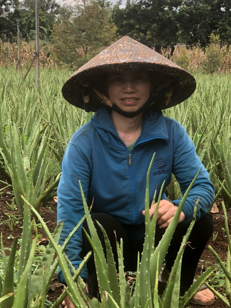 HỘI LHPN XÃ EA NA PHÁT HUY HIỆU QUẢ TỪ NGUỒN VỐN VAY NGÂN HÀNG CHÍNH SÁCH XÃ HỘI