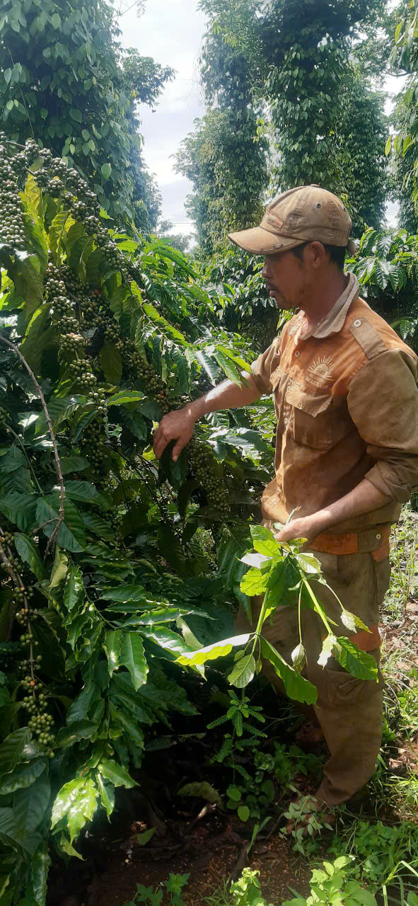 VAY VỐN NGÂN HÀNG CHÍNH SÁCH XÃ HỘI  PHÁT TRIỂN KINH TẾ GIA ĐÌNH