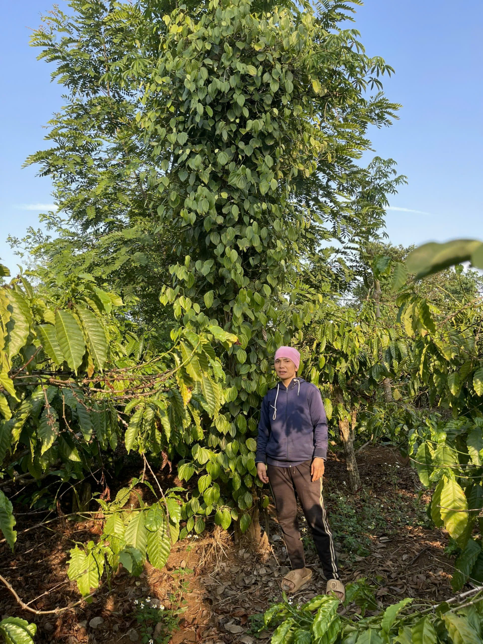 VƯƠN LÊN PHÁT TRIỂN KINH TẾ NHỜ NGUỒN VỐN VAY NGÂN HÀNG CHÍNH SÁCH XÃ HỘI